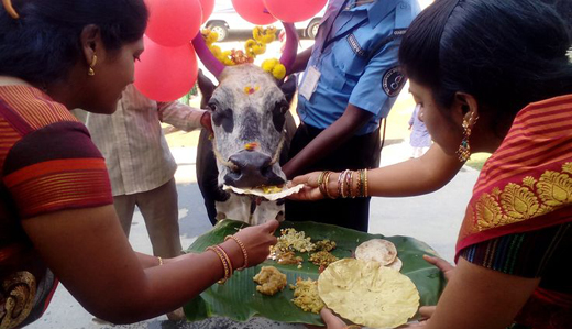 Makara sankranthi